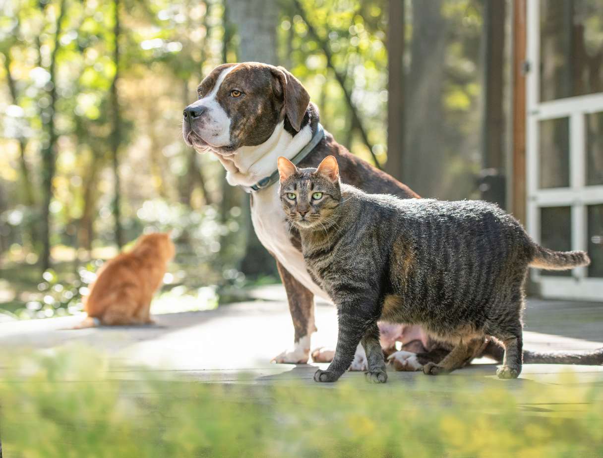 Dog and two cats outside