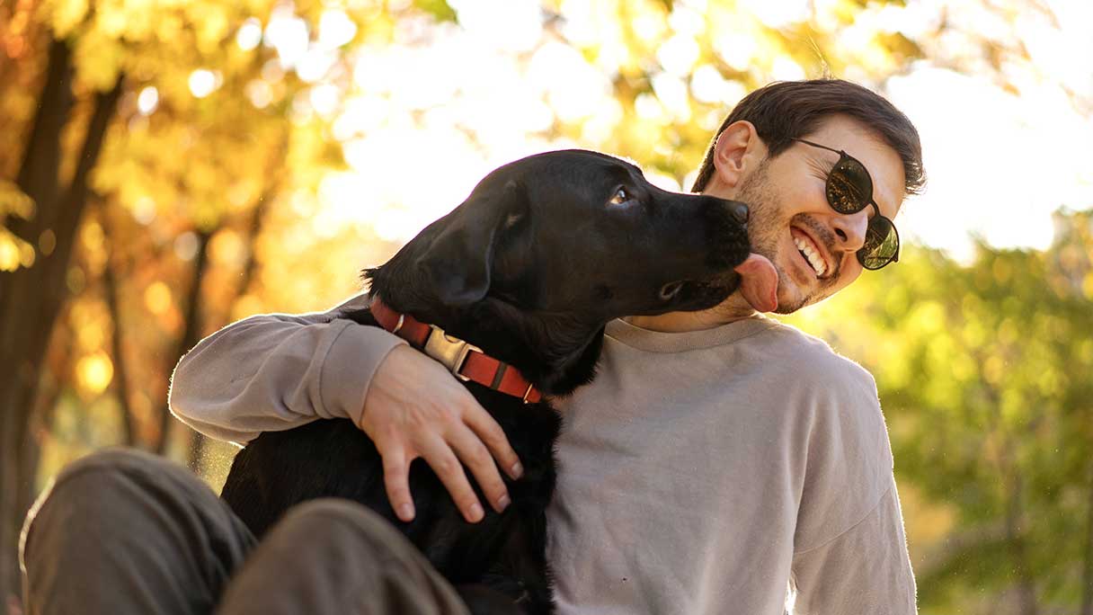 Black labrador retriever licking smiling man's face