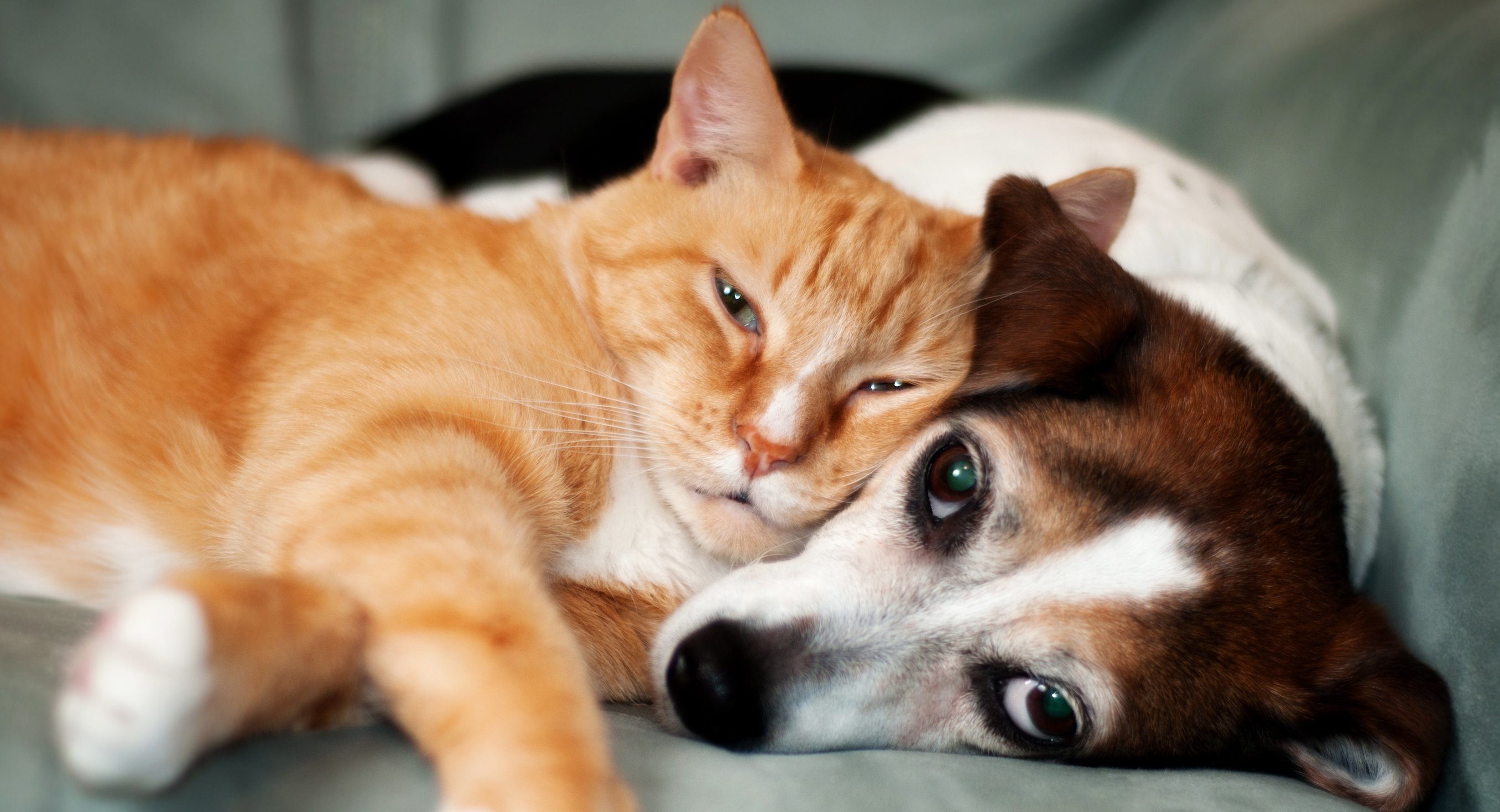 Top pet illness symptoms
