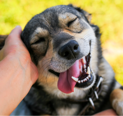 Hand petting dog