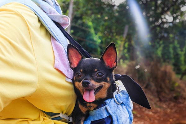Pro Tips for Flying With Your Dog or Cat and Traveling as a Pet Parent