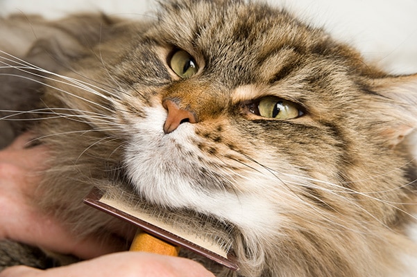 Top 5 Cat Hairball Questions Answered | CareCredit