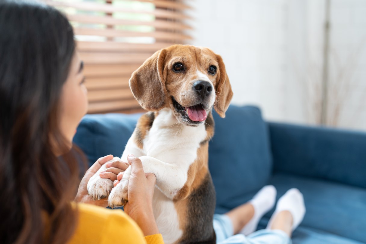 29 Facts About Dog Ears That Might Surprise You