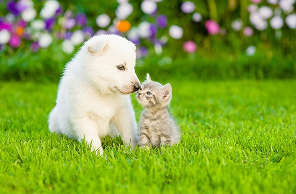 Small white puppy and gray kitten sitting on grass