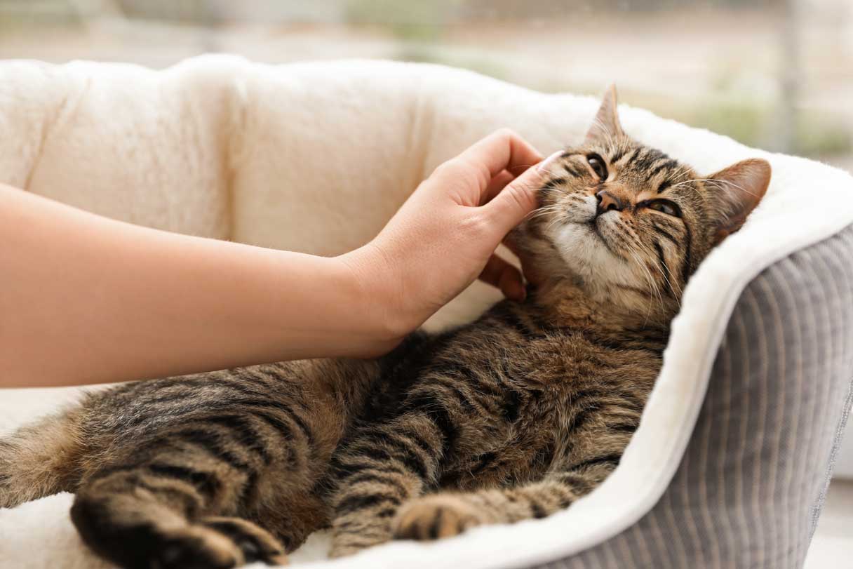 Cat in cat bed being petted