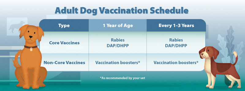 Adult dog vaccine schedule