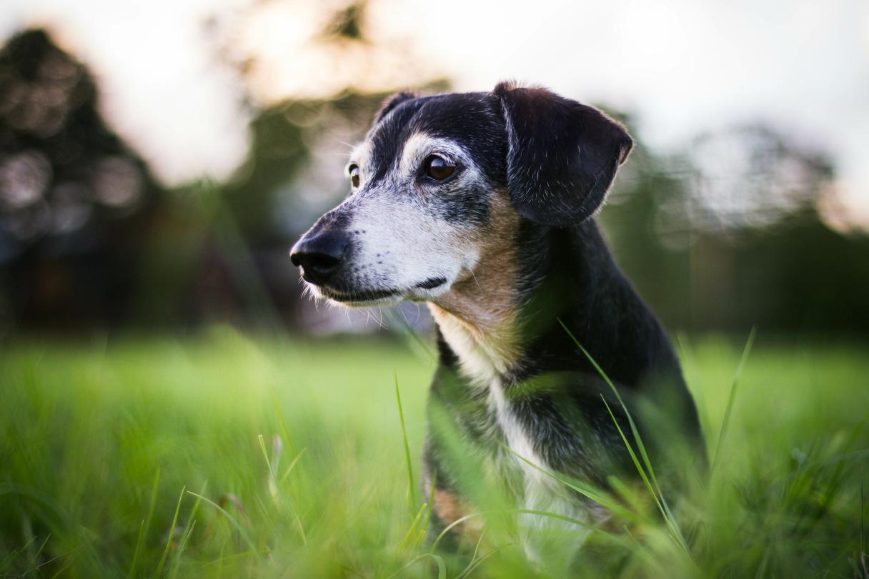 Senior dog standing in grass