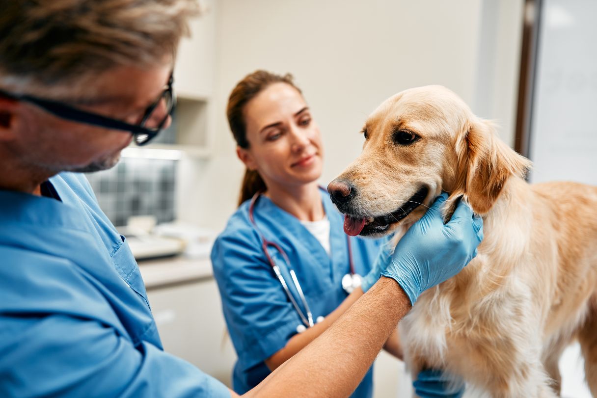 Understanding Arthritis in Dogs: Symptoms, Diagnosis and Care