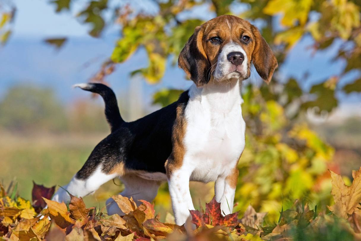Beagle Dog Breed Guide Beagle Dog Breed Guide