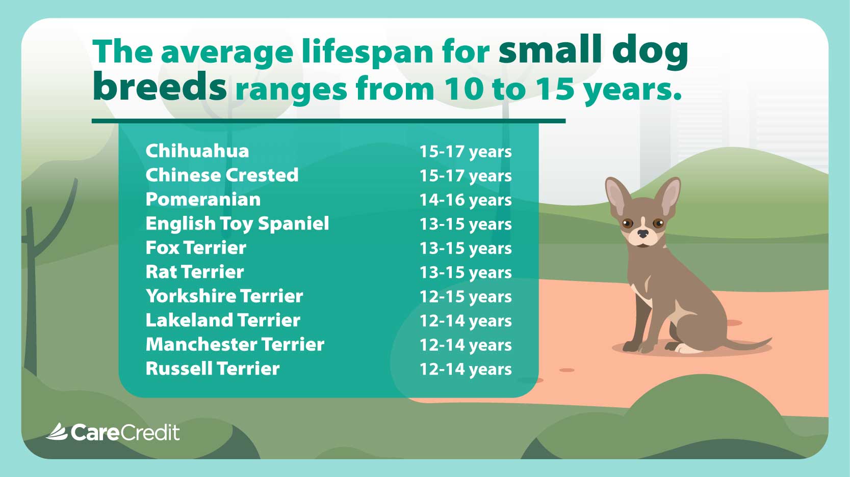 The average lifespan for small dog breeds ranges from 10 to 15 years.