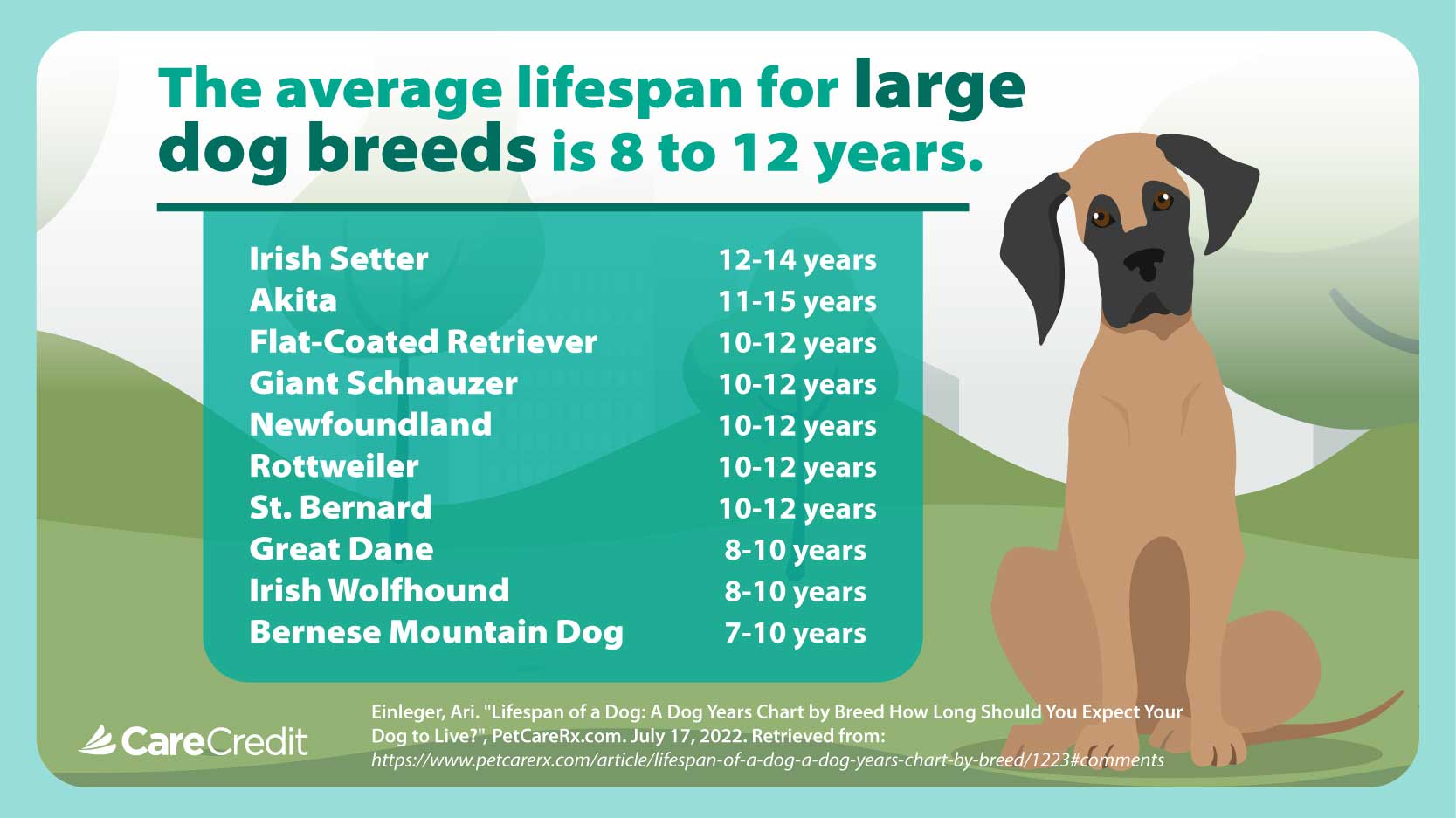 The average lifespan for large dog breeds is 8 to 12 years.