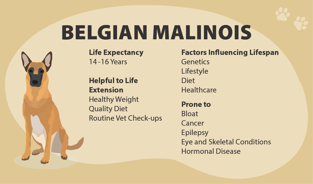 Belgian Malinois lifespan
