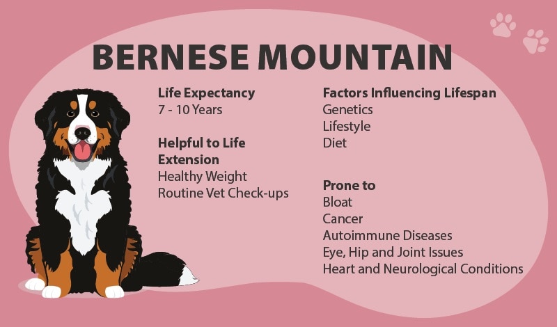 Bernese Mountain Dog lifespan