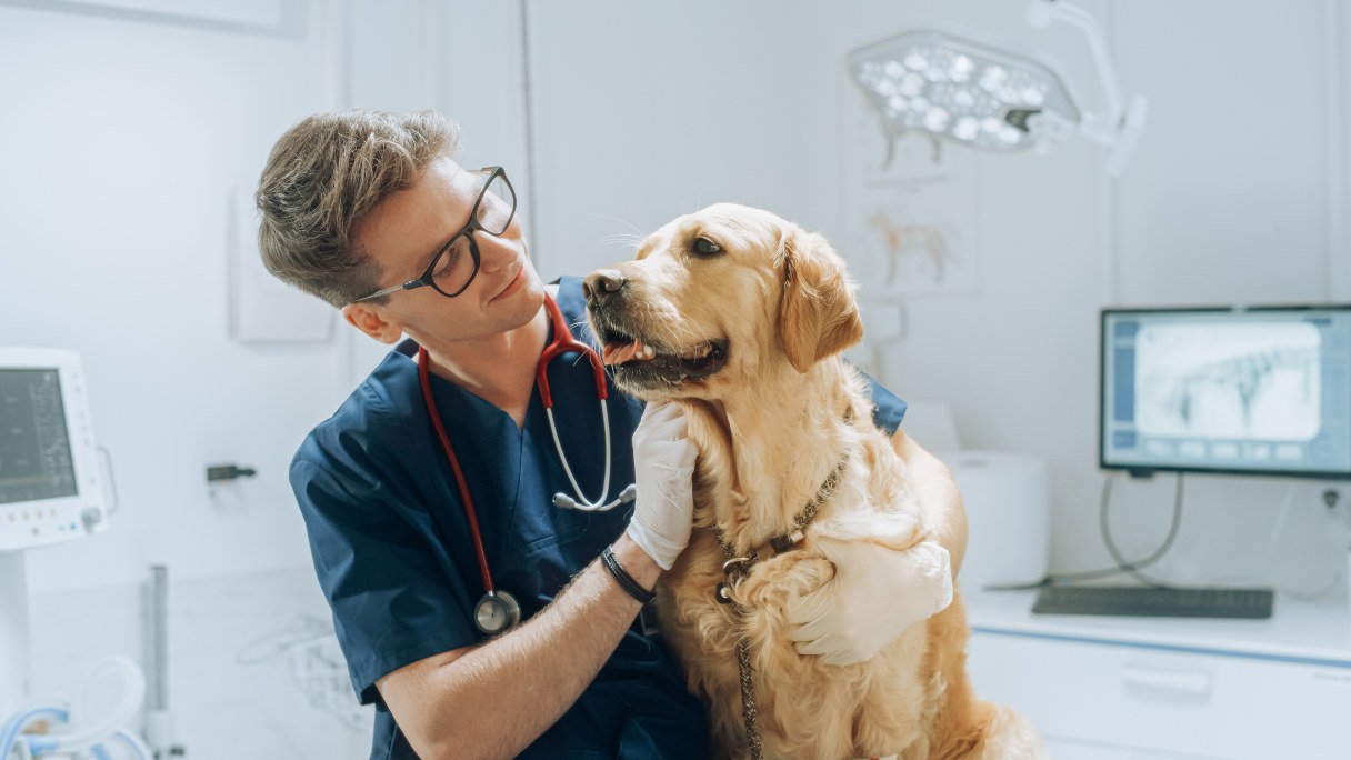 Vet examining a golden retriever