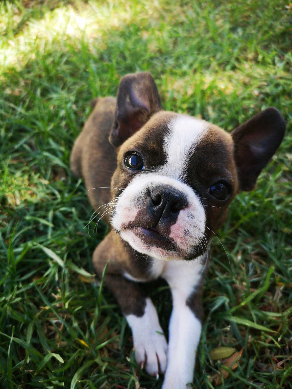 Brown and white Boston terrier puppy laying in the grass