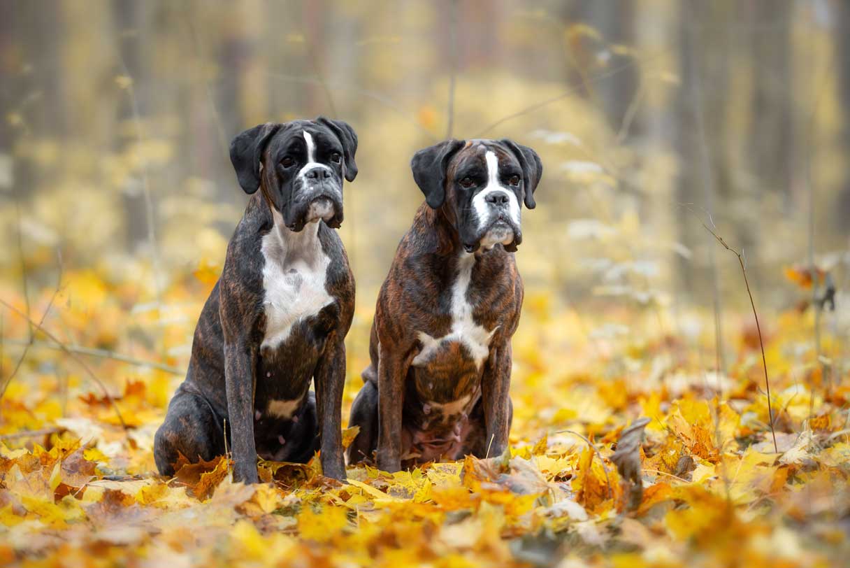 Two black and white boxers