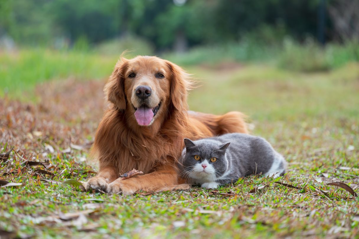 Dog and cat laying on grass