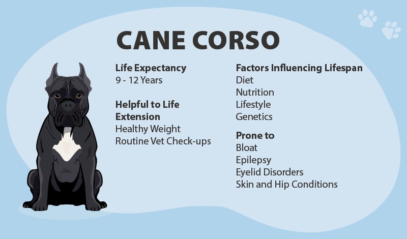 Cane Corso lifespan 