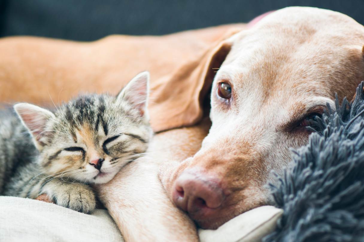 Caring for Senior Dogs and Cats
