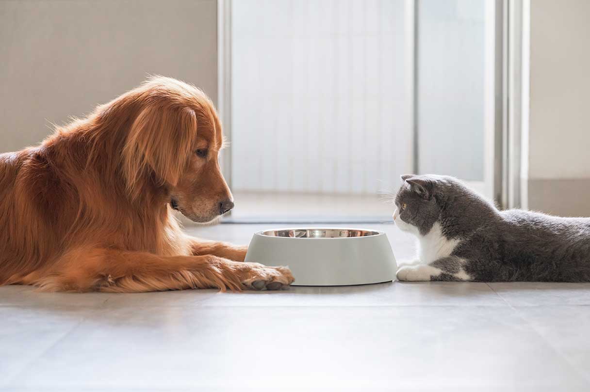 Cat and dog laying next to food bowl