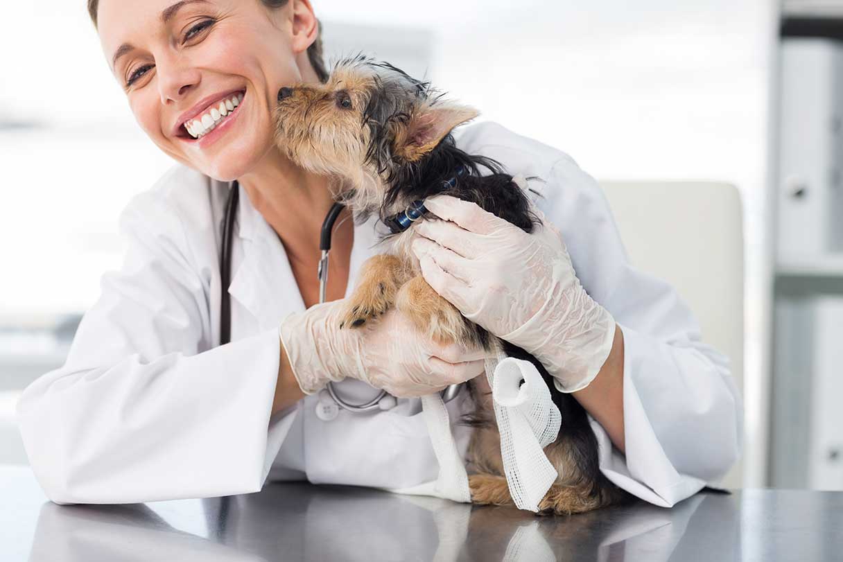 Veterinarian smiling as she is licked by a Yorkshire terrier