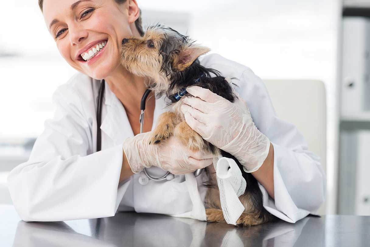 Cat and Dog Vaccinations Cost and Financing
