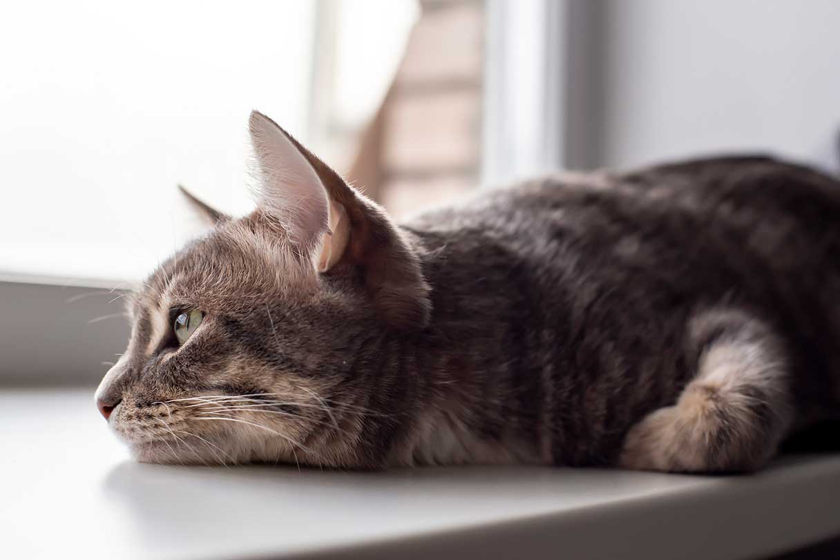 Cat laying on its stomach on a table top