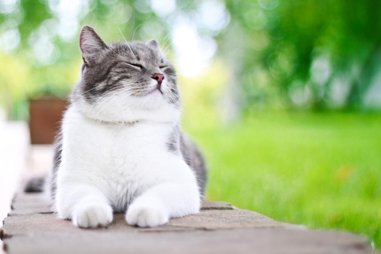 Cat laying outside