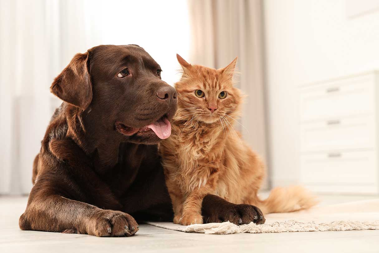 Brown dog and orange cat laying side-by-side