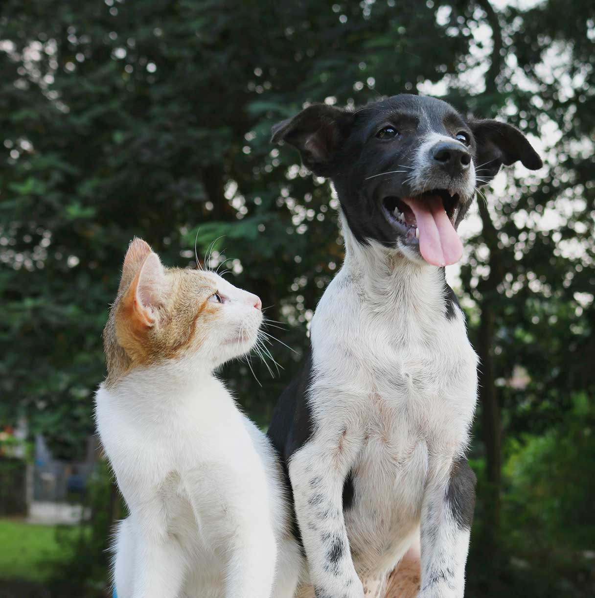 Close-up of a cat and dog