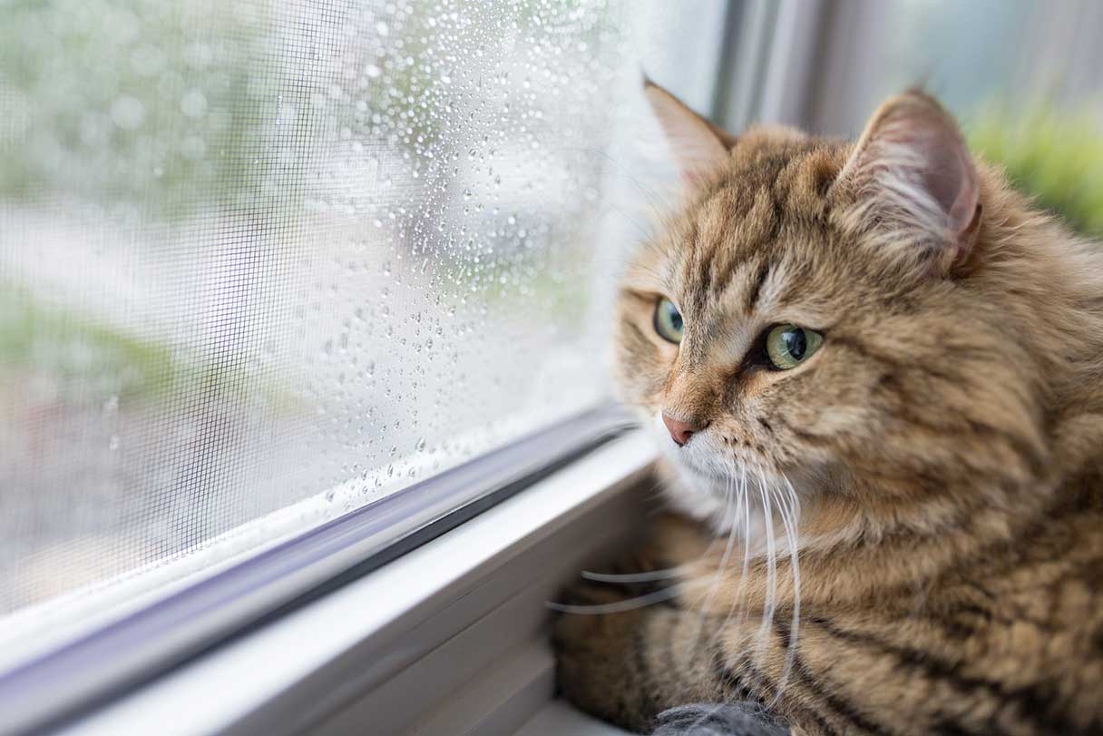 Cat looking out a rain-covered window