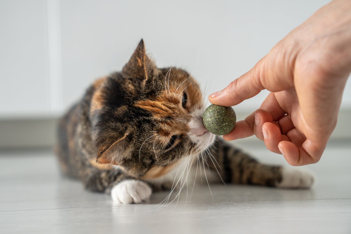 Cat sniffing catnip ball