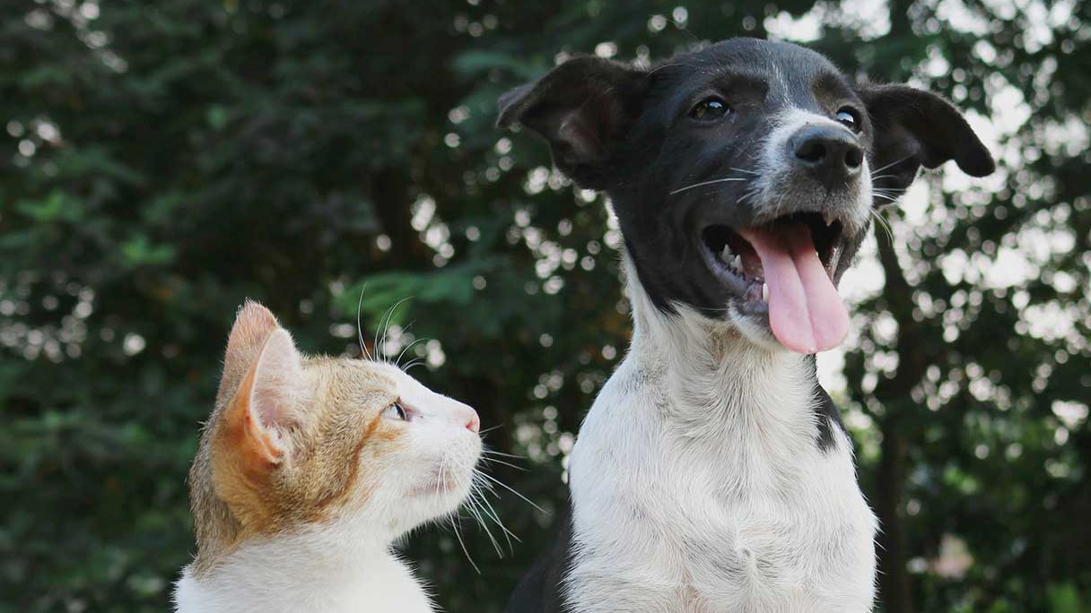 Close-up of a cat and dog