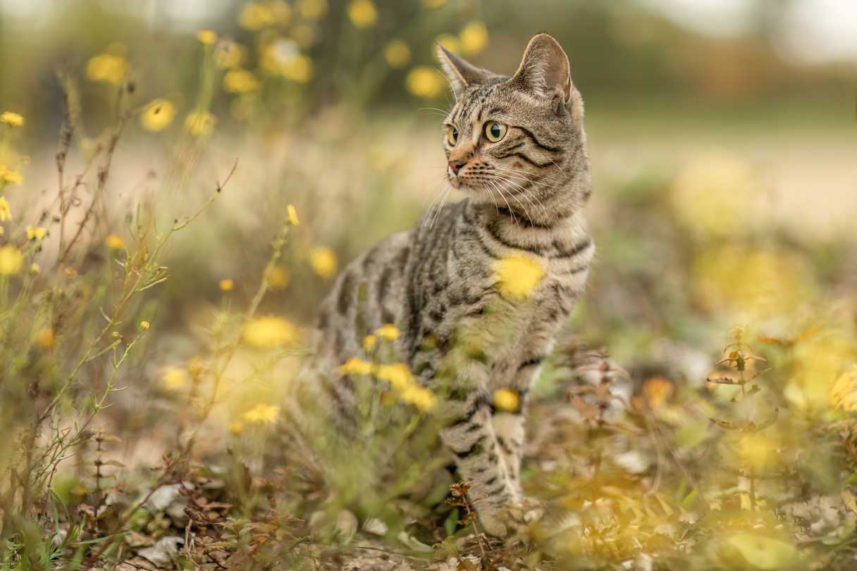 Cat standing on a field with wildflowers