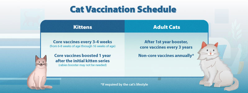 Cat Vaccination Schedule
