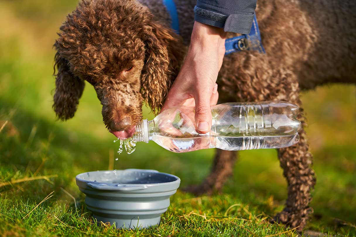 Hand pouring water for dog to lap up