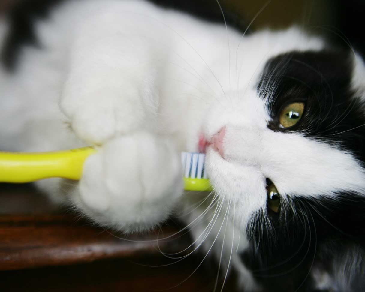 Cat gnawing on a toothbrush