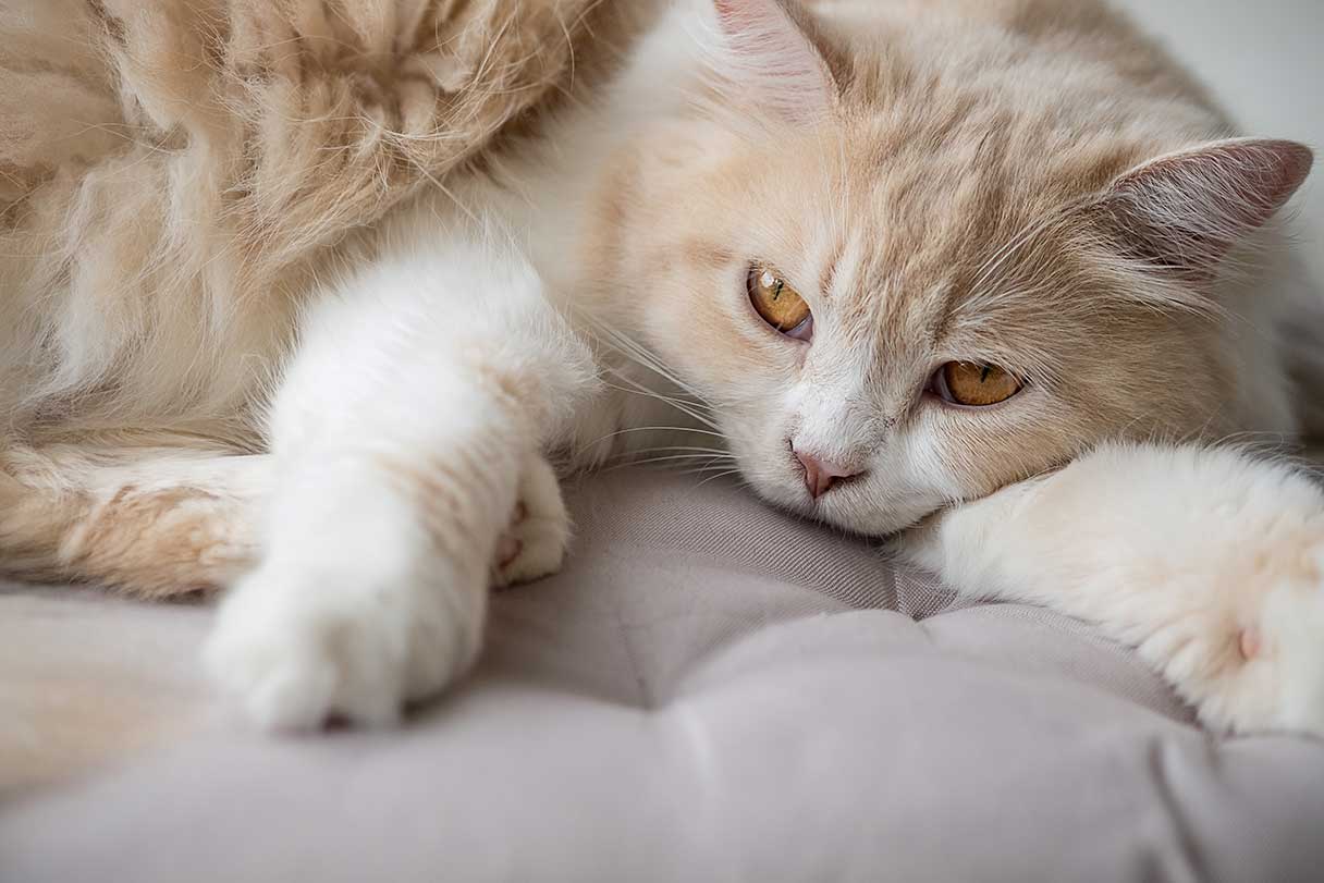 Light orange and white cat laying down