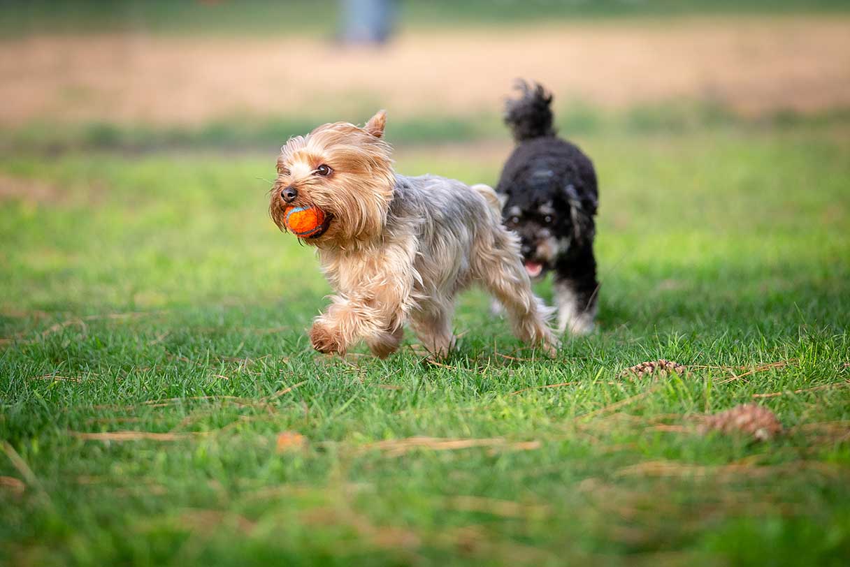 Two small dogs playing in the grass