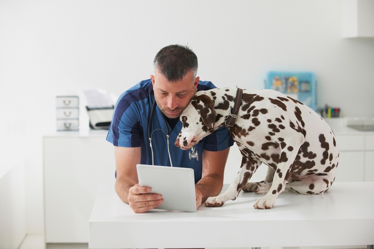 Veterinarian looking at tablet device next to dalmatian dog