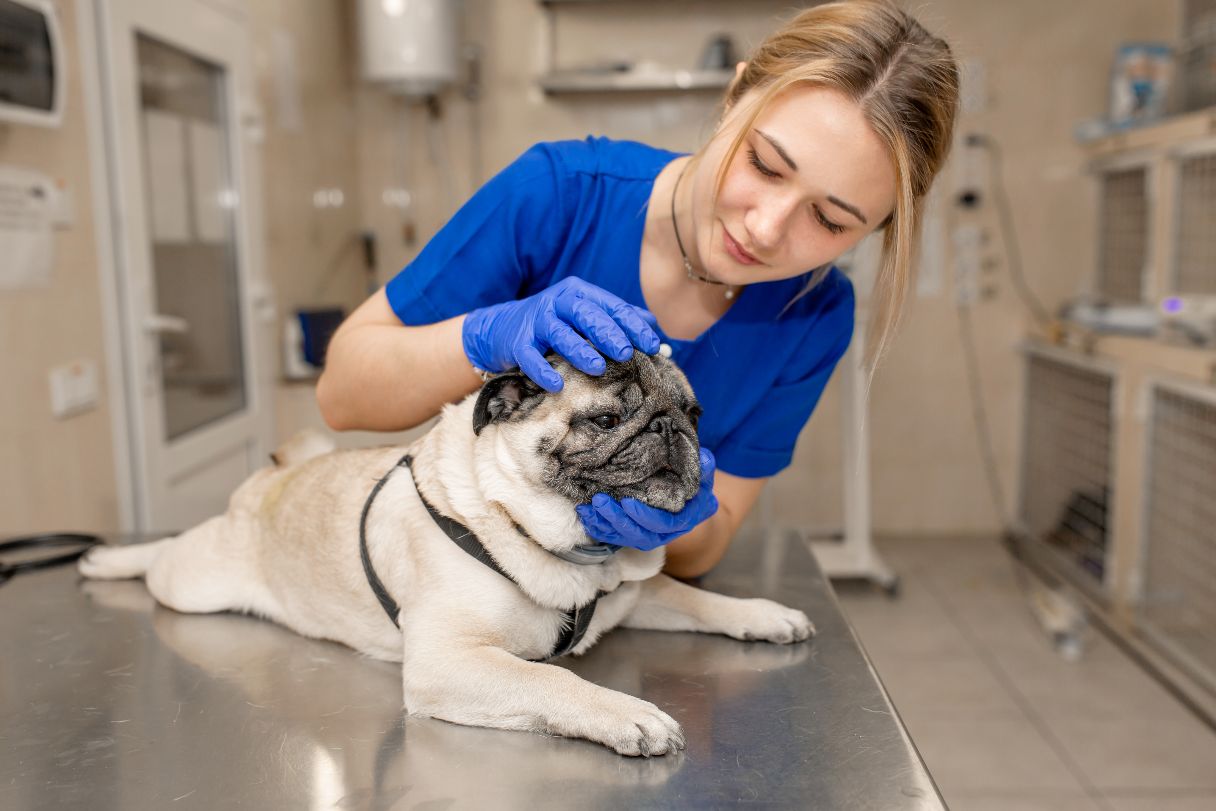 Vet tech inspecting pug's ears