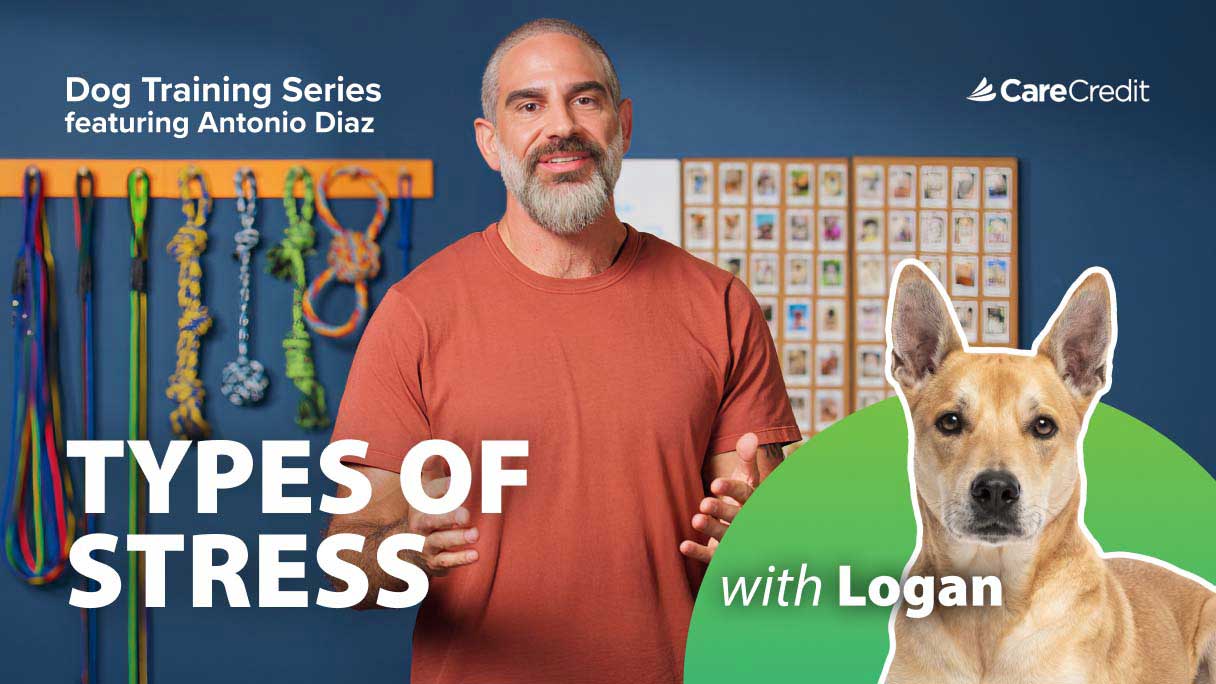 Signs of Stress in Dogs: Tips to Identify and Manage Anxiety