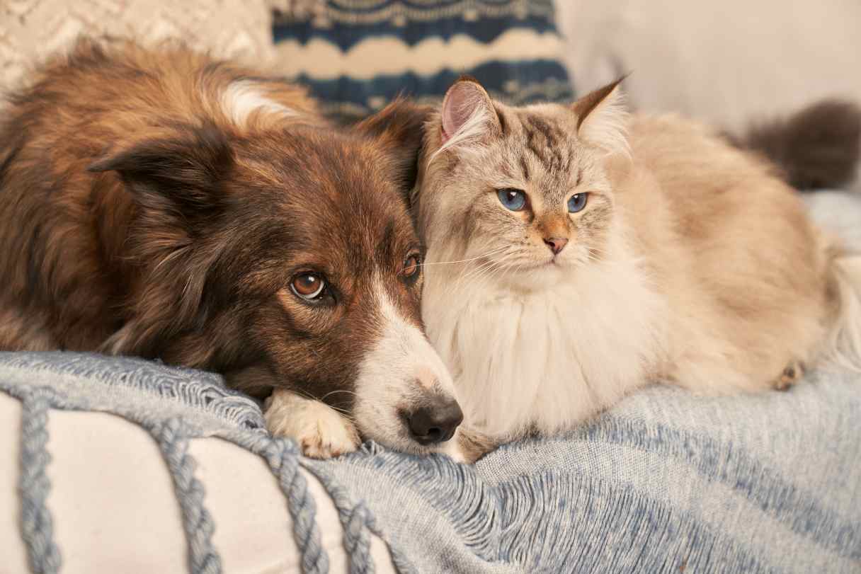 Is Your Pet Stressed? Common Signs and How to Manage Anxiety