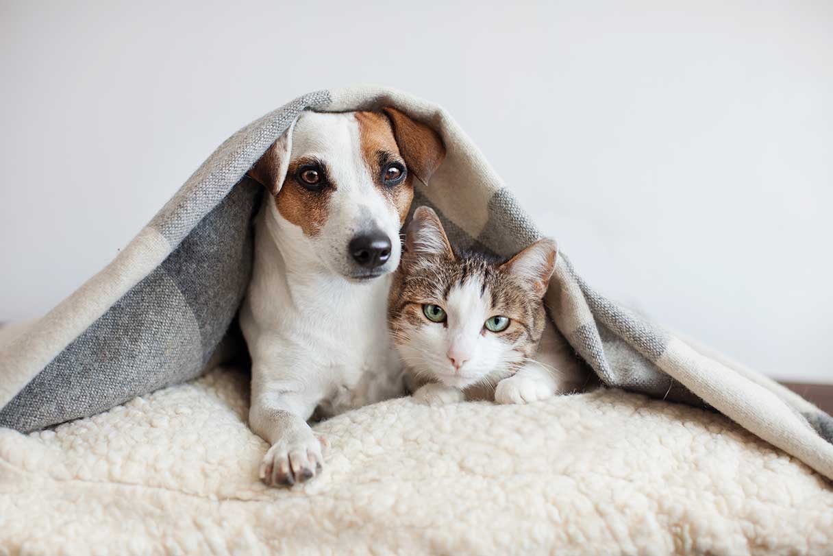 Dog and cat laying under a gray and white striped blanket