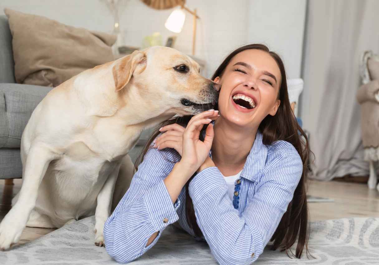 Yellow labrador smelling smiling woman's cheek