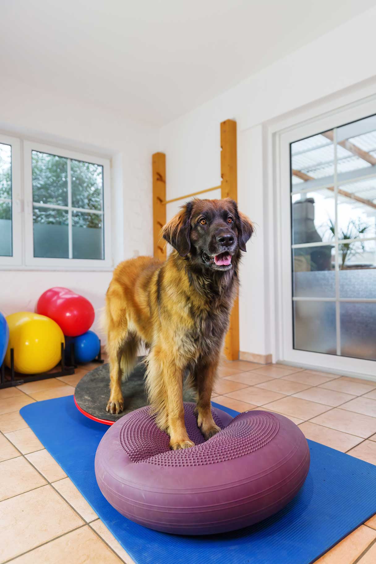 Dog standing on two medicine balls