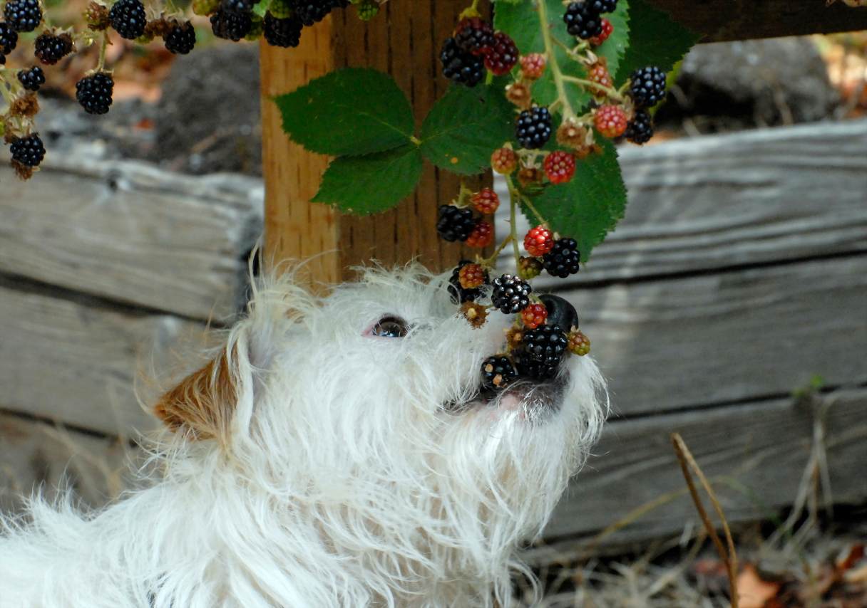 Can Dogs Eat Blackberries? Health Benefits, Safety Tips and More