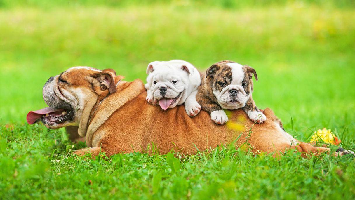 Dog C-Section Cost and Procedure Guide