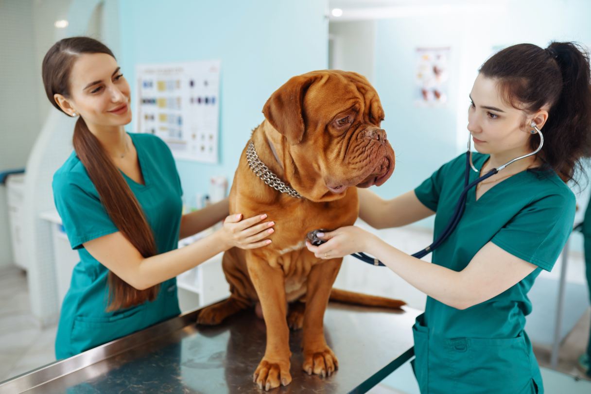Large dog receiving veterinary exam