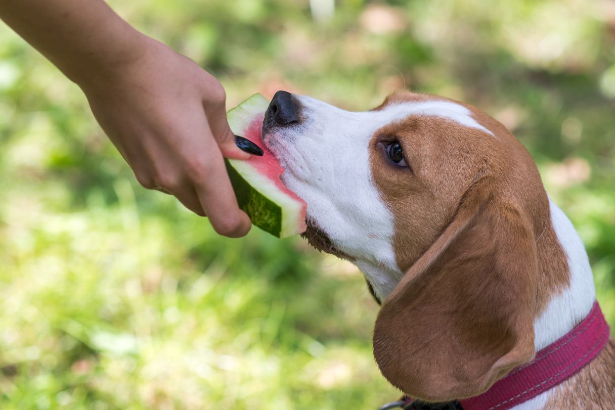 Can Dogs Eat Watermelon Health Benefits Safety Tips and More